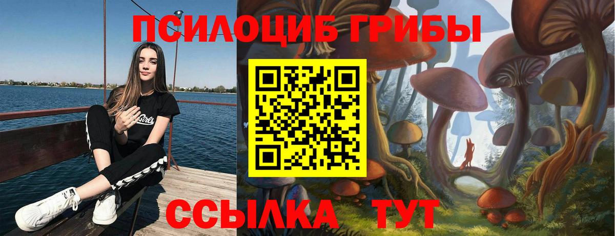 Курчалой  Галлюциногенные грибы Cubensis  даркнет сайт  Вход с VPN 